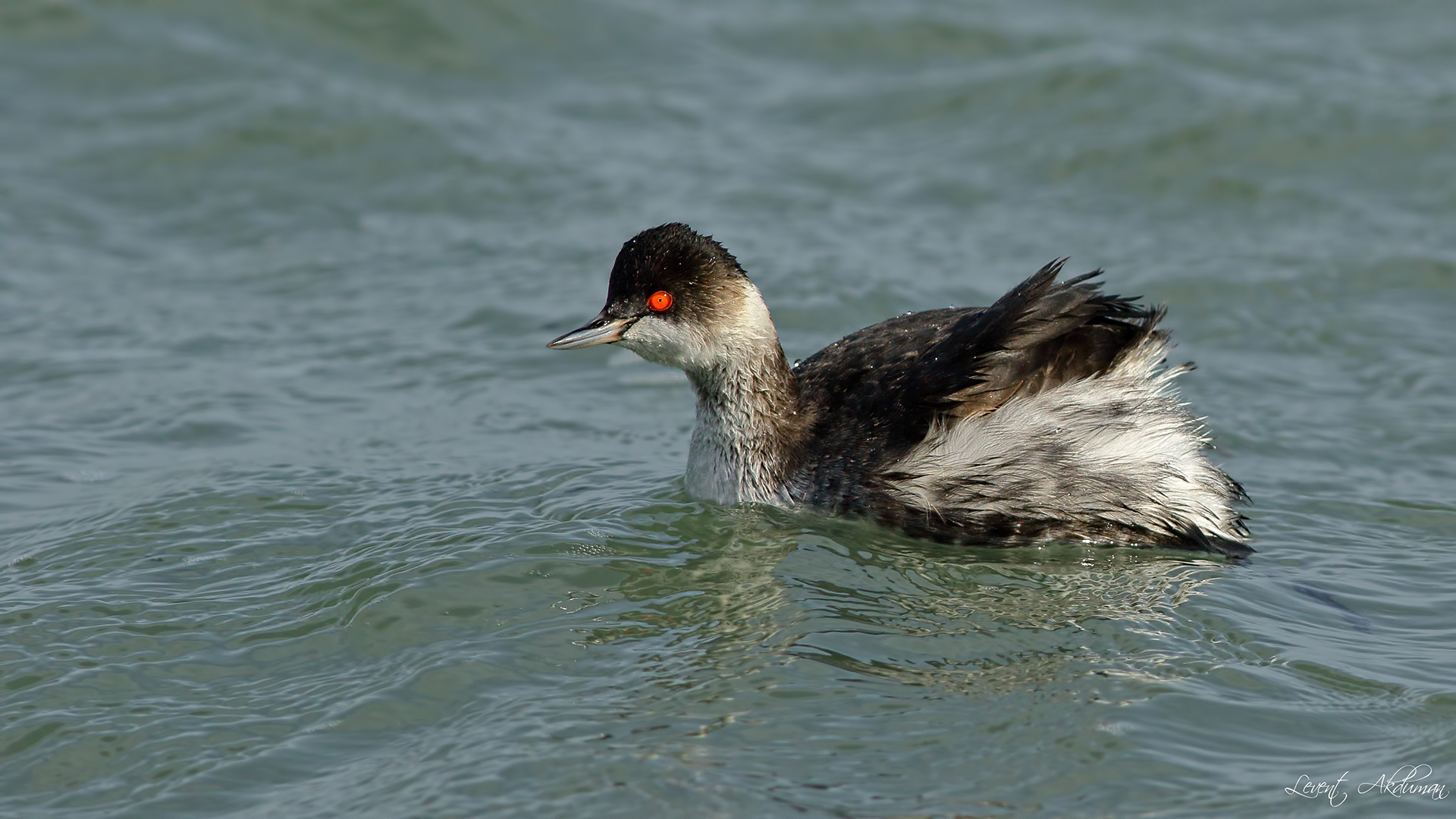 Eared Grebe